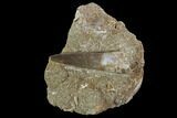 Fossil Plesiosaur (Zarafasaura) Tooth In Rock - Morocco #95101-1